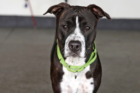 These Berkeley-based puppies are up for adoption and in need of a good home