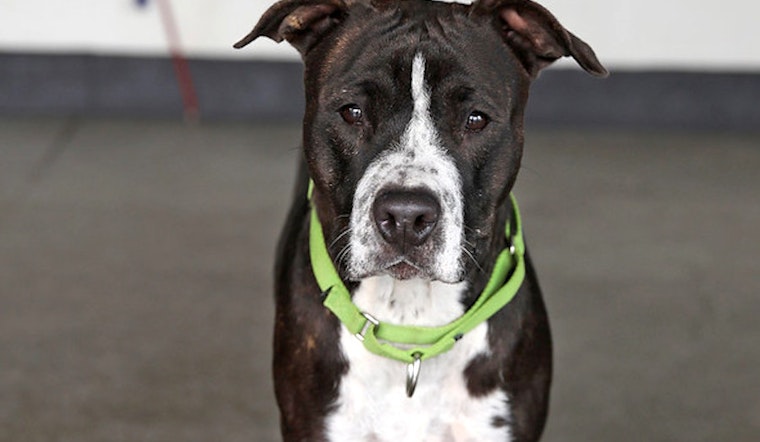 These Berkeley-based puppies are up for adoption and in need of a good home