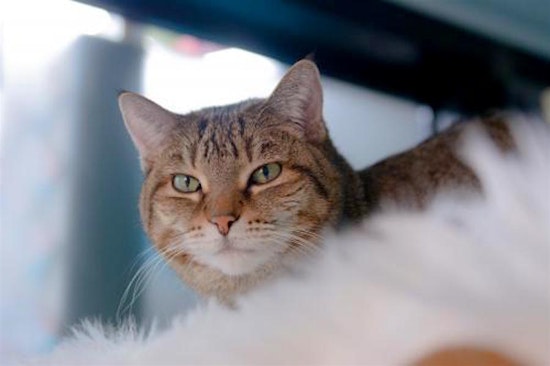 Want to adopt a pet? Here are 6 cute kitties to adopt now in San Jose