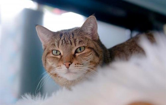 Want to adopt a pet? Here are 6 cute kitties to adopt now in San Jose