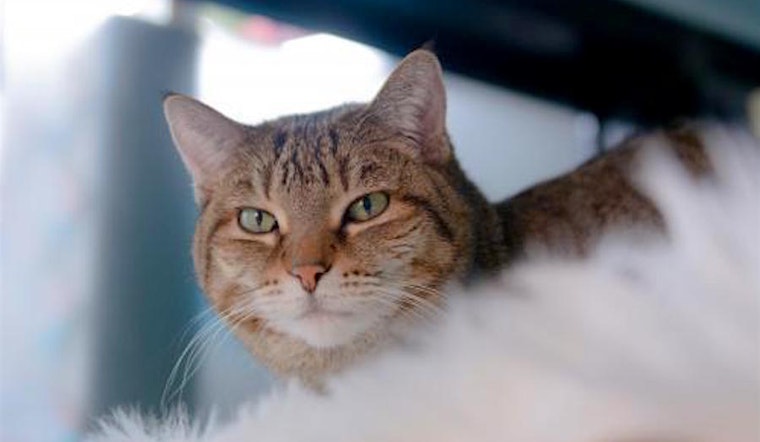 Want to adopt a pet? Here are 6 cute kitties to adopt now in San Jose