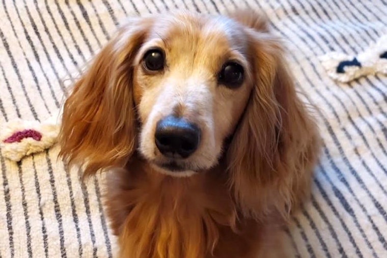 Looking to adopt a pet? Here are 7 lovable pups to adopt now in Portland