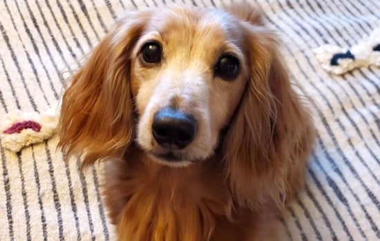 Looking to adopt a pet? Here are 7 lovable pups to adopt now in Portland