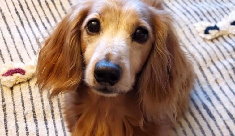 Looking to adopt a pet? Here are 7 lovable pups to adopt now in Portland