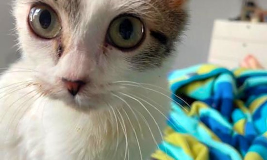 7 lovable kitties to adopt now in Austin