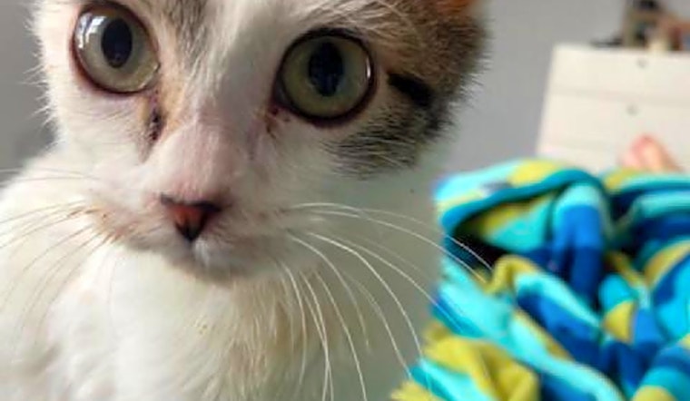 7 lovable kitties to adopt now in Austin