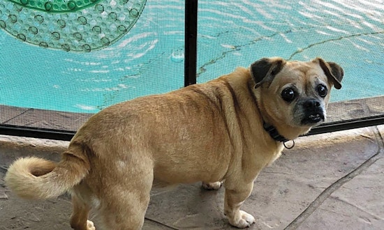 7 cuddly canines to adopt now in Miami