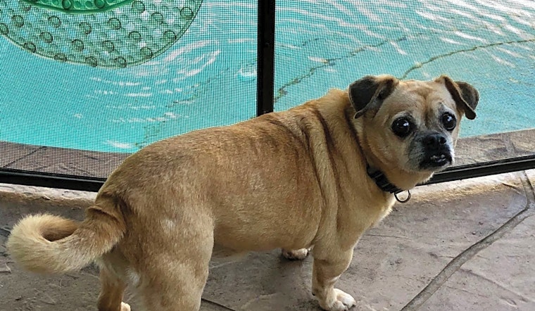7 cuddly canines to adopt now in Miami