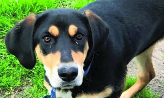 Looking to adopt a pet? Here are 6 lovable pups to adopt now in Washington