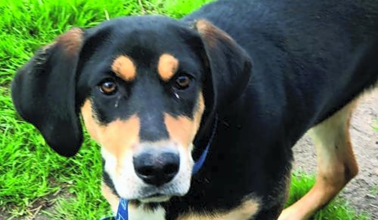 Looking to adopt a pet? Here are 6 lovable pups to adopt now in Washington