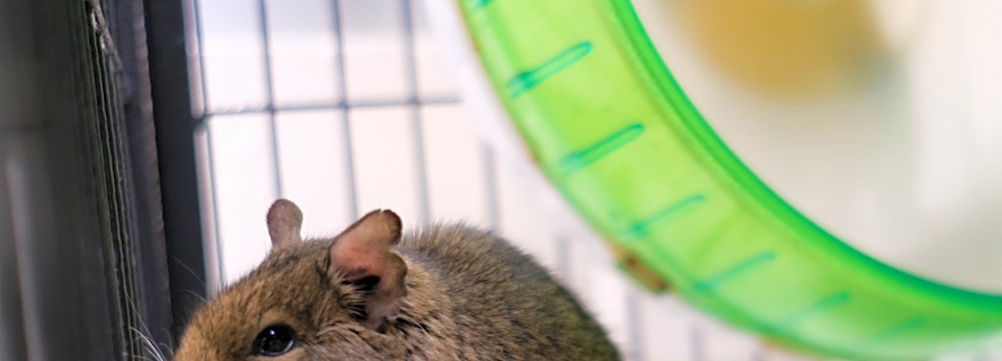 Looking to adopt a pet? Here are 5 lovable pets to adopt now in Boston
