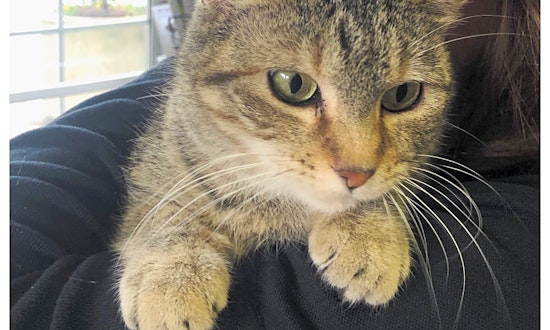 Want to adopt a pet? Here are 4 fluffy felines to adopt now in Philadelphia
