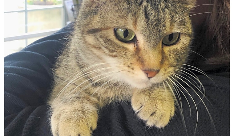 Want to adopt a pet? Here are 4 fluffy felines to adopt now in Philadelphia