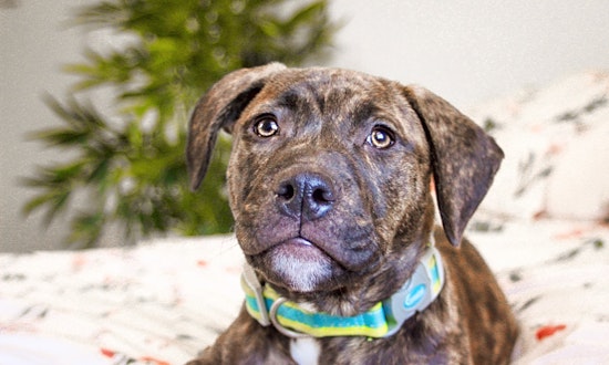 These Baltimore-based puppies are up for adoption and in need of a good home
