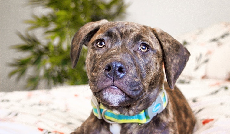 These Baltimore-based puppies are up for adoption and in need of a good home
