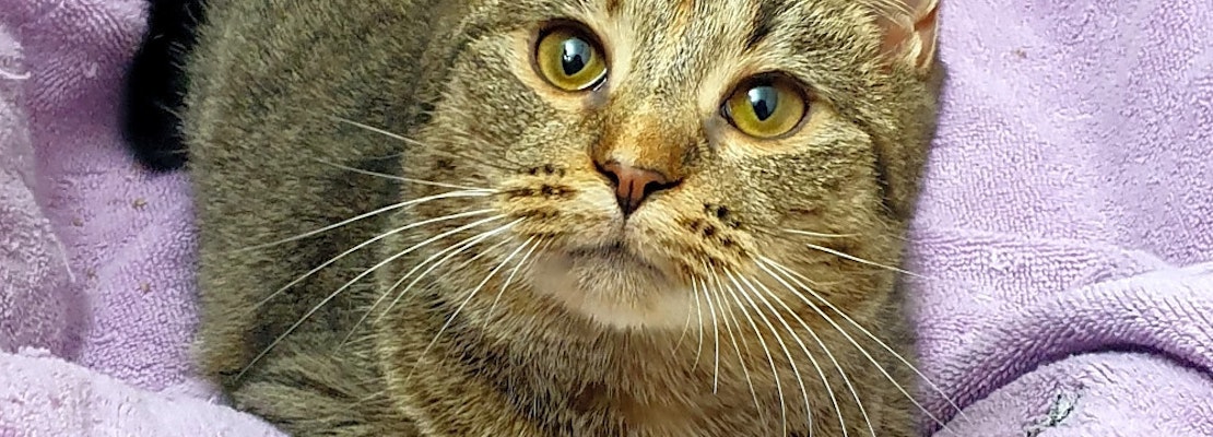 Want to adopt a pet? Here are 5 lovable kitties to adopt now in Pittsburgh