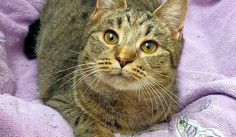 Want to adopt a pet? Here are 5 lovable kitties to adopt now in Pittsburgh