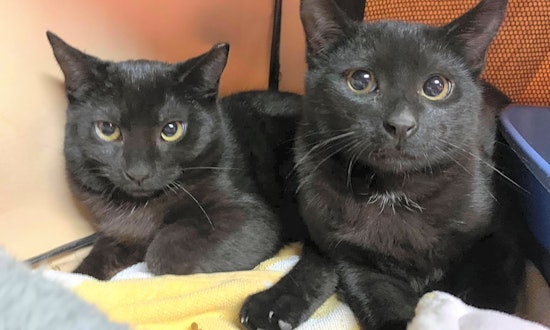 Looking to adopt a pet? Here are 4 cuddly kittens to adopt now in Cleveland
