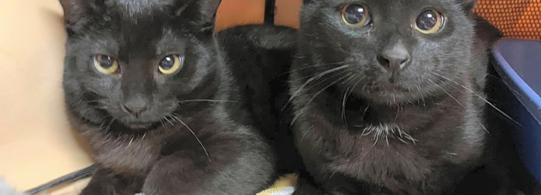 Looking to adopt a pet? Here are 4 cuddly kittens to adopt now in Cleveland