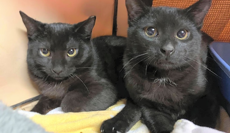 Looking to adopt a pet? Here are 4 cuddly kittens to adopt now in Cleveland