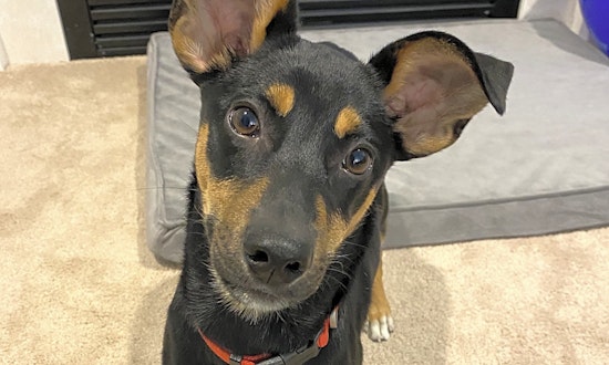 7 precious puppies to adopt now in Cincinnati