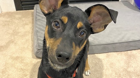 7 precious puppies to adopt now in Cincinnati