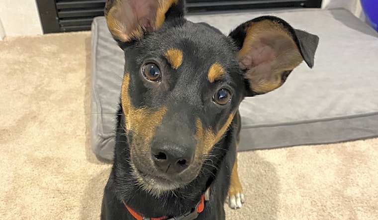7 precious puppies to adopt now in Cincinnati