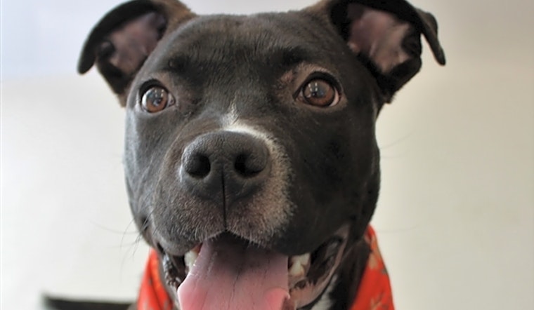 Want to adopt a pet? Here are 5 lovable pups to adopt now in Detroit