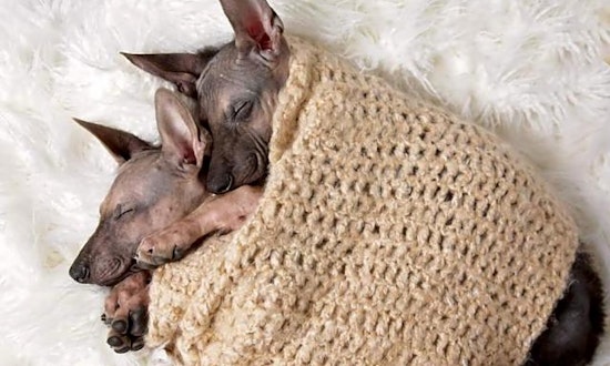 These Raleigh-based puppies are up for adoption and in need of a good home