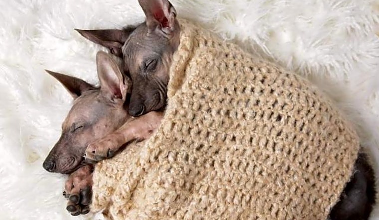 These Raleigh-based puppies are up for adoption and in need of a good home