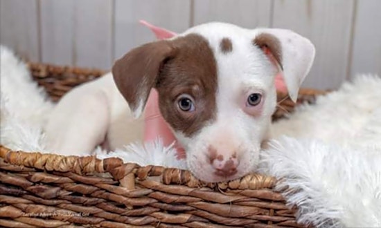 Want to adopt a pet? Here are 4 perfect pups to adopt now in Durham