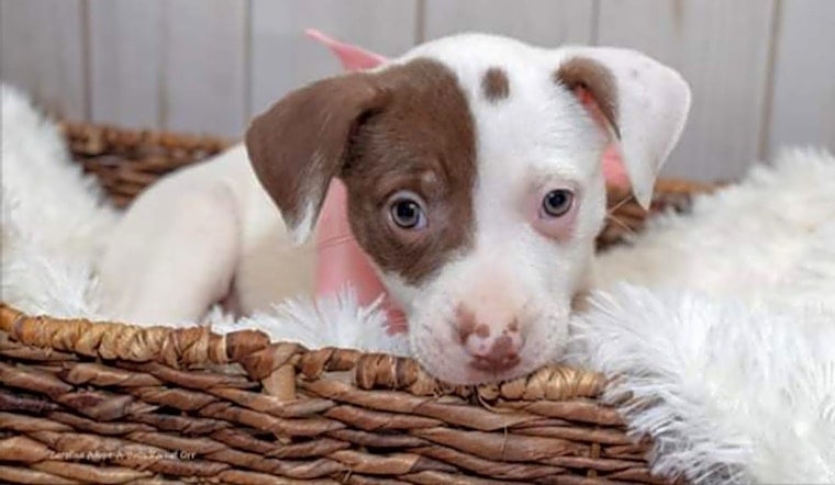 Want to adopt a pet? Here are 4 perfect pups to adopt now in Durham