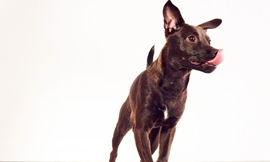 Looking to adopt a pet? Here are 7 adorable pups to adopt now in Charlotte