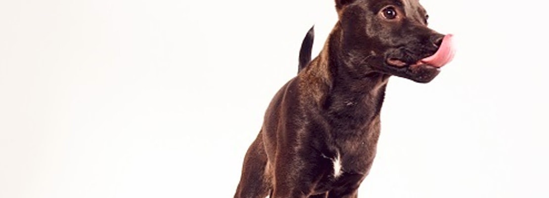 Looking to adopt a pet? Here are 7 adorable pups to adopt now in Charlotte