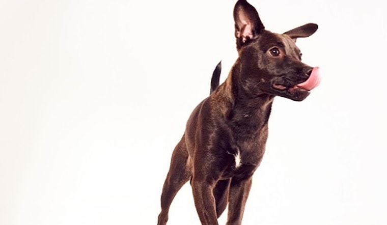 Looking to adopt a pet? Here are 7 adorable pups to adopt now in Charlotte