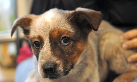 4 perfect pups to adopt now in Atlanta