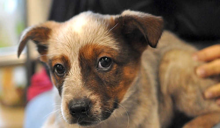 4 perfect pups to adopt now in Atlanta