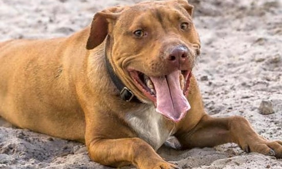 Looking to adopt a pet? Here are 3 lovable pups to adopt now in Jacksonville