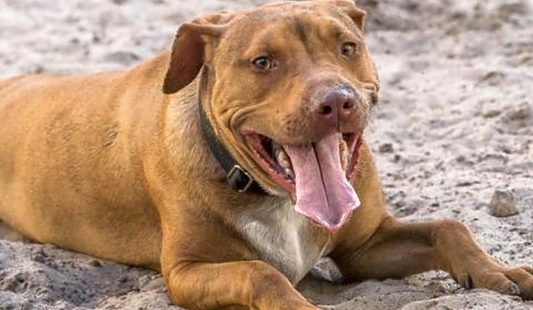 Looking to adopt a pet? Here are 3 lovable pups to adopt now in Jacksonville