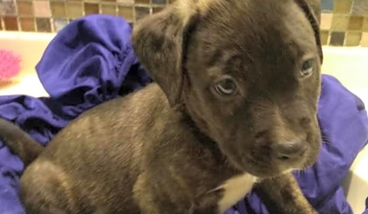 Looking to adopt a pet? Here are 7 precious puppies to adopt now in Tampa
