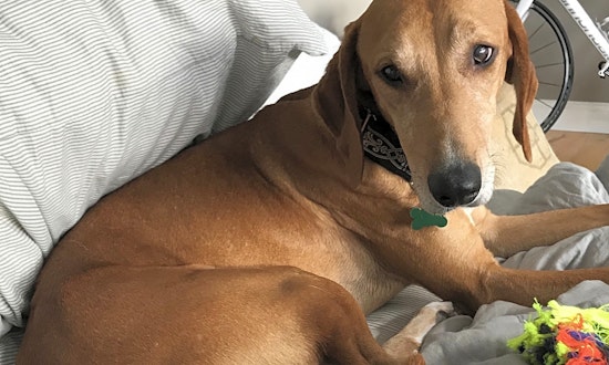 4 lovable pups to adopt now in Indianapolis