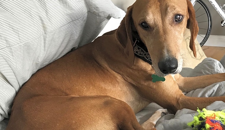 4 lovable pups to adopt now in Indianapolis