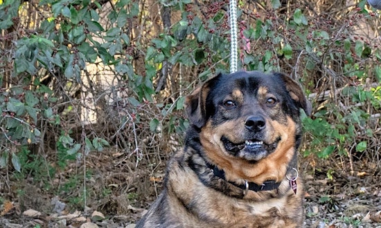 Want to adopt a pet? Here are 7 cuddly canines to adopt now in Nashville