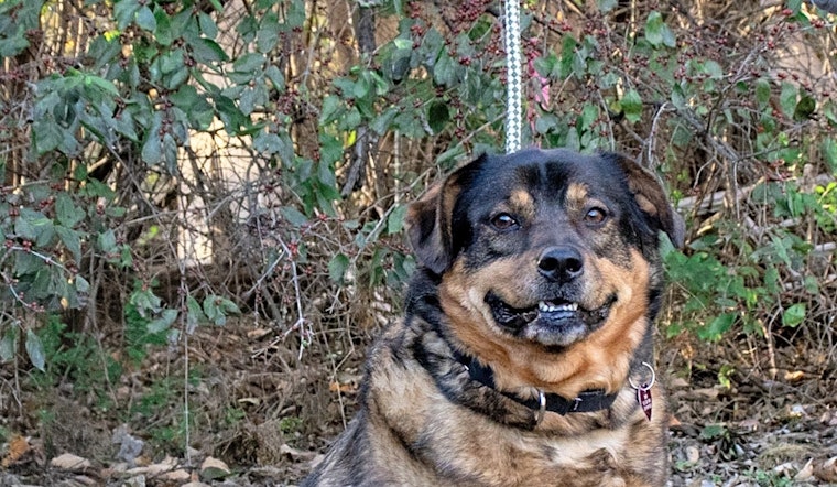 Want to adopt a pet? Here are 7 cuddly canines to adopt now in Nashville