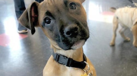 5 adorable pups to adopt now in Minneapolis