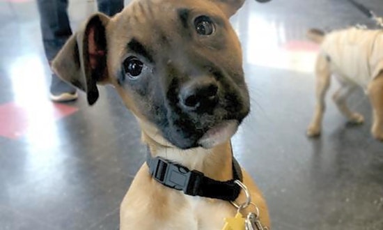 5 adorable pups to adopt now in Minneapolis