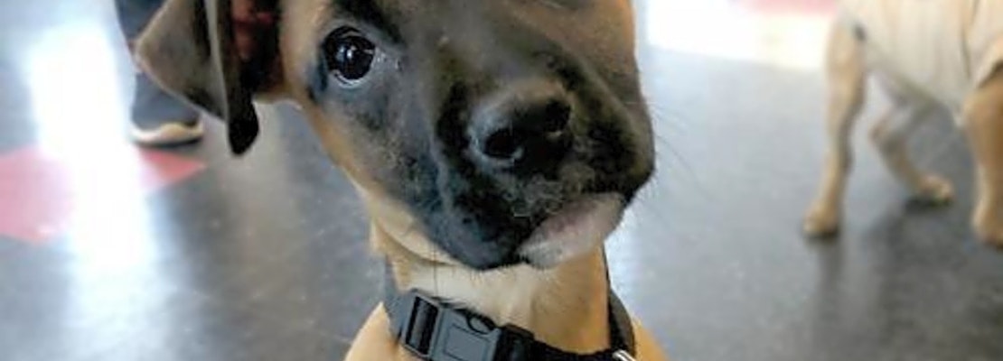 5 adorable pups to adopt now in Minneapolis