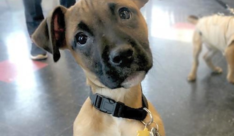 5 adorable pups to adopt now in Minneapolis