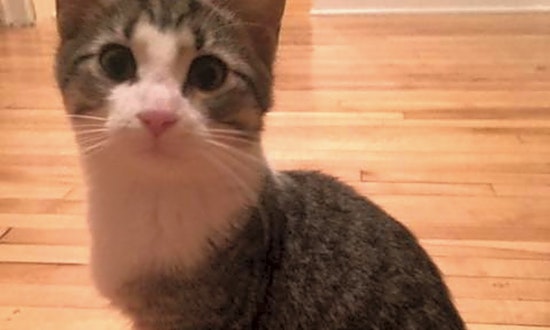 These Saint Paul-based kittens are up for adoption and in need of a good home