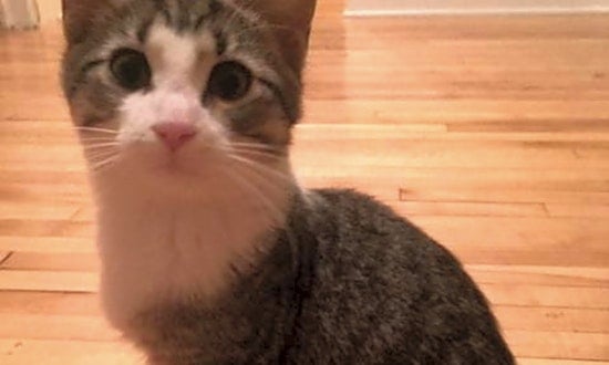 These Saint Paul-based kittens are up for adoption and in need of a good home